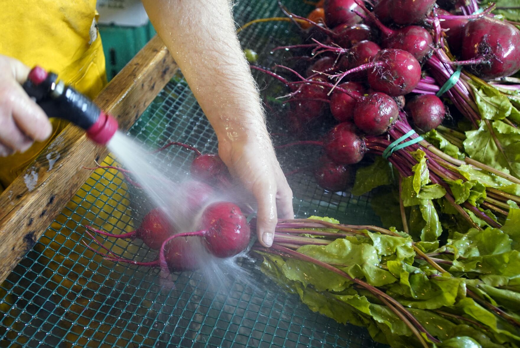 INDIANLINEFARM-7.jpg